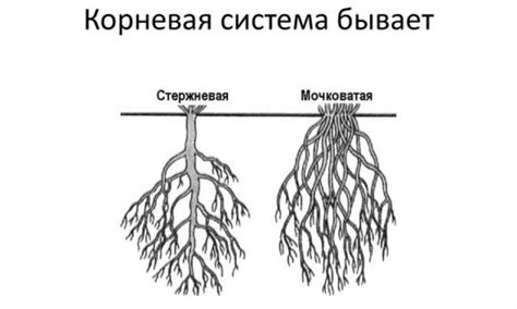 Укрепление корневой системы