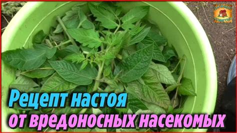 Улучшение мер по предотвращению повреждений огорода со стороны вредоносных насекомых