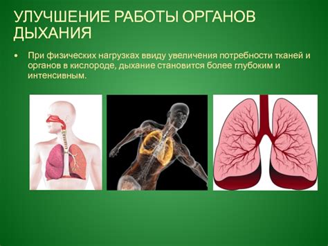 Улучшение работы органов