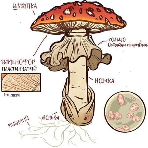 Уменьшение плодоносности гриба