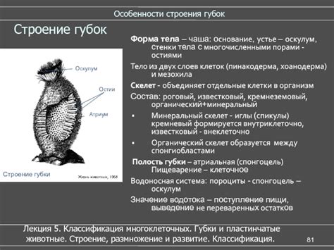Уникальные особенности строения губок