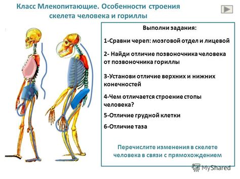 Уникальные особенности строения позвоночника приматов