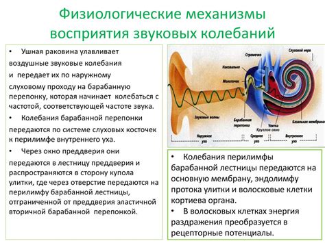 Уникальный механизм восприятия звука