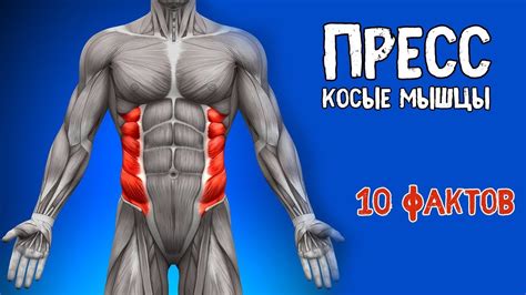 Упражнения на пресс: создай рельефные мышцы живота без специального оборудования