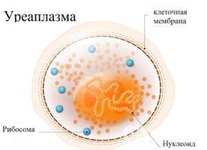 Уреаплазма уреалитикум: симптомы и методы диагностики