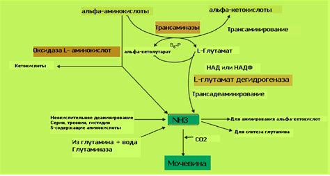 Уровень аммиака в организме