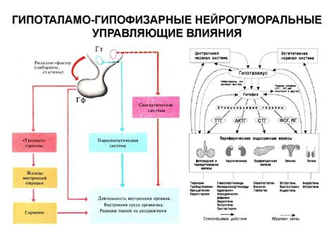 Уровень гормонального баланса при сне
