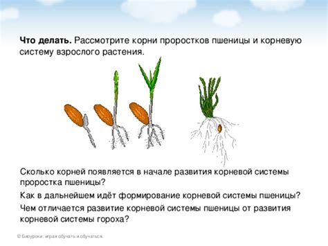 Ускоренное развитие корневой системы