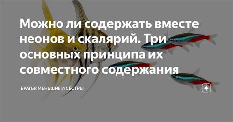 Условия совместного содержания