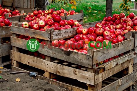 Условия хранения для созревания яблок