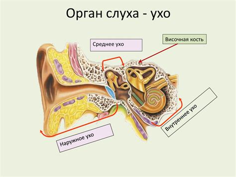 Усовершенствование органов слуха