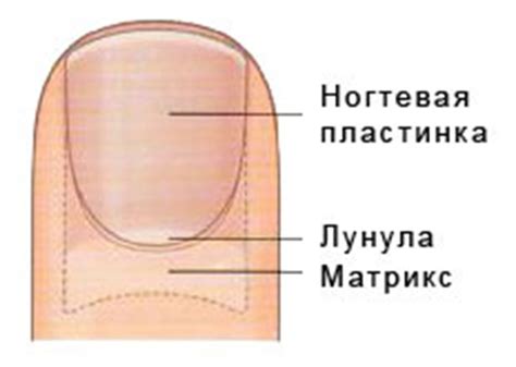 Уход за ногтевым валиком