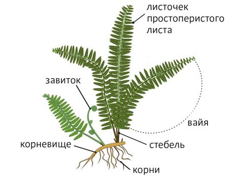 Уход за папоротником: основные правила
