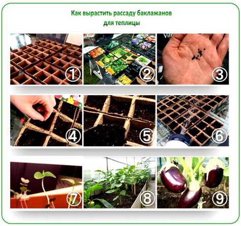 Уход за рассадой и высадка в грунт