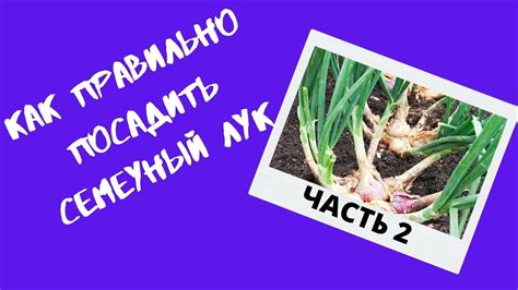 Уход за семейным луком в холодный сезон