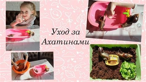 Уход за улитками ахатинами в воде