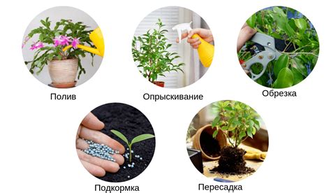 Уход за цветами в разные сезоны