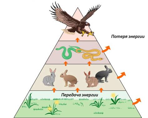 Ухудшается пищевая цепь