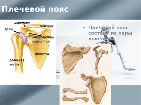 Ухудшение работы позвоночника и плечевого пояса