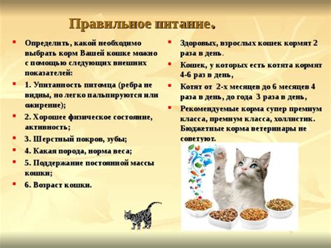 Учитывайте возраст и активность питомца