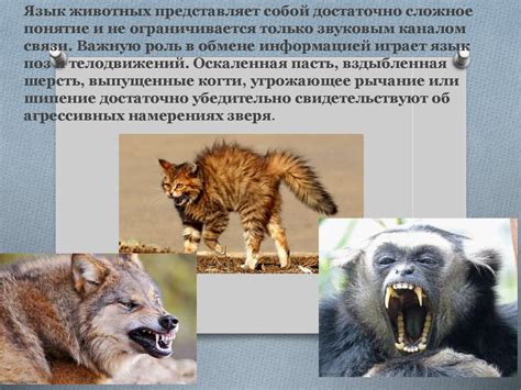 У людей и животных