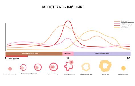 Фаза прогестерона и температура