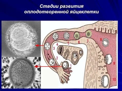 Фазы развития оплодотворенной яйцеклетки