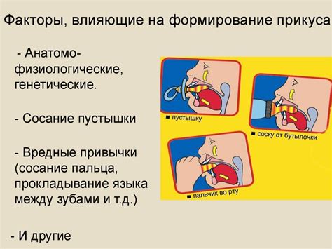 Факторы, влияющие на формирование прикуса