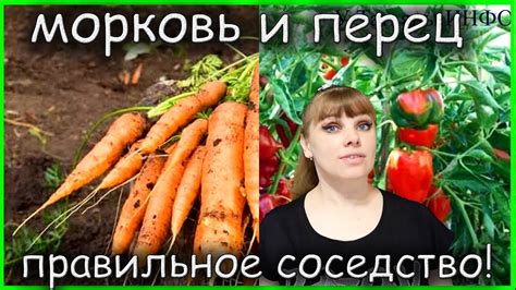 Факторы, оказывающие влияние на соседство моркови и редиса
