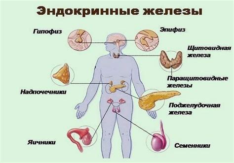 Фармакологическое лечение эндокринных заболеваний