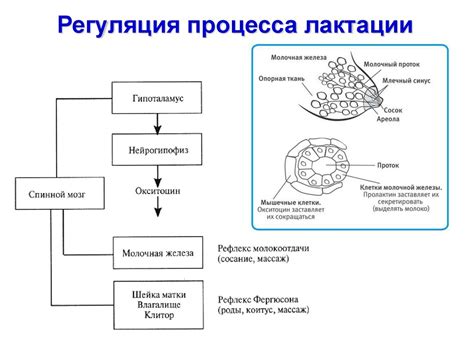 Феномен лактации: физиологические аспекты процесса выработки материнского питания