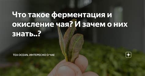 Ферментация и окисление
