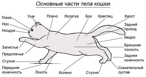 Физиологические особенности шерсти кошек