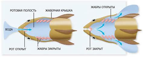 Физиология дыхания у рыб