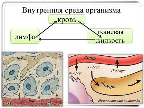 Физиология кошачьего организма