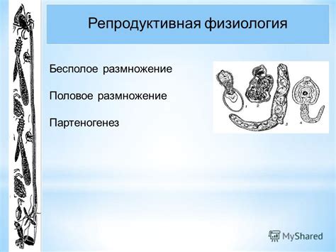 Физиология паразитов
