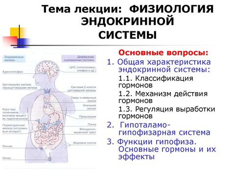 Физиология человеческого организма: роль системы нервов и эндокринной системы