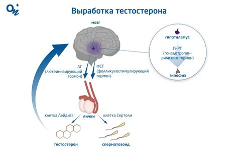 Физические проявления и психологическое влияние тестостерона