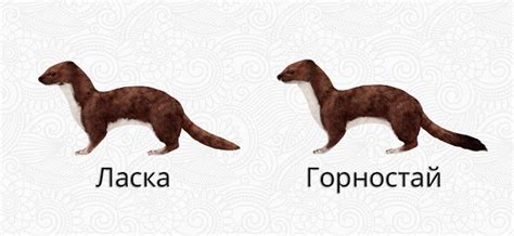 Физический контакт и ласка