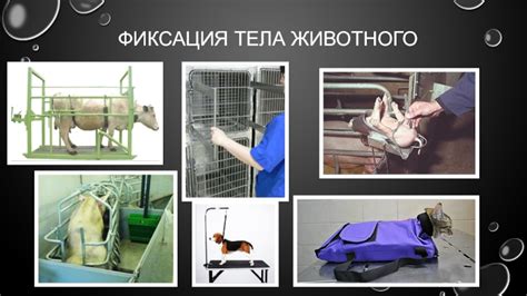 Фиксация животного