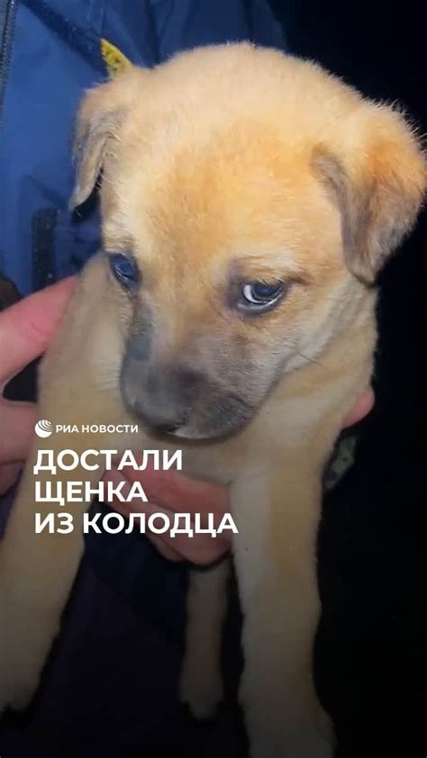 Финансовая сторона содержания живого малыша-песика в качестве подарка
