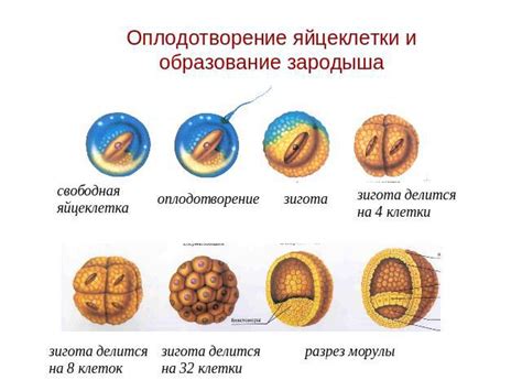 Фитониды и их влияние на беременность