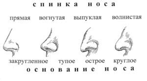 Форма носа как генетический фенотип