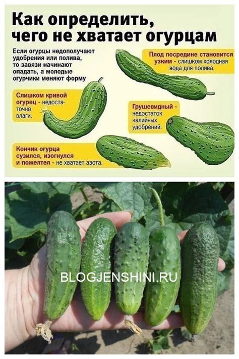 Форма огурцов