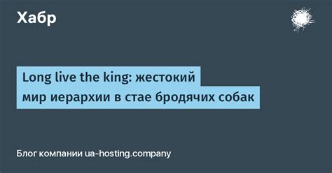 Формирование иерархии в стае
