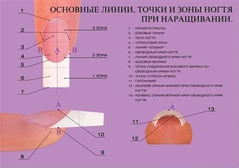 Формирование и моделирование ногтевой пластины
