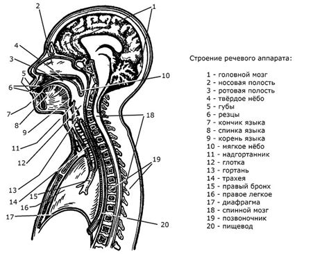 Формирование речевого аппарата