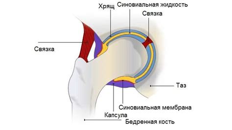 Формирование синовиальной жидкости