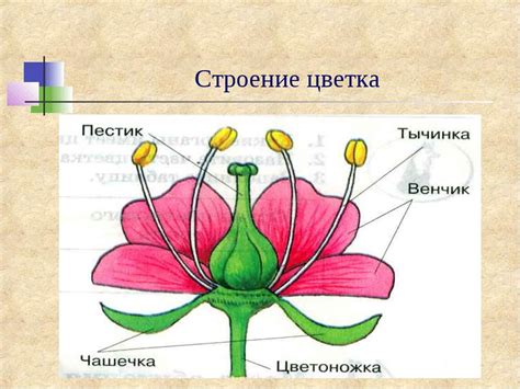 Формирование формы цветка
