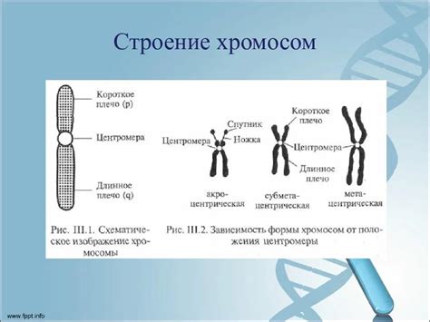 Фузия хромосом